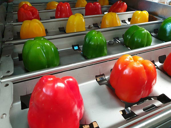 Green Pepper Processing Line Manufacturers